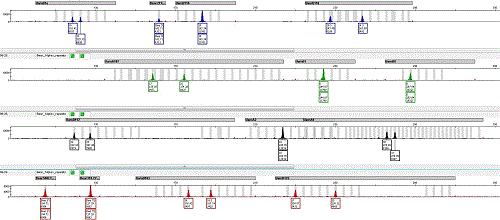 sample of bear DNA profile chart